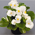 Бегония клубневая Нонстоп Вайт