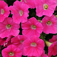 Петуния ампельная F1 Шок Вейв Роуз