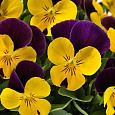 Фиалка рогатая Флорал Пауэр Голд Парпл Винг