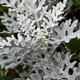 Цинерария Серебряная