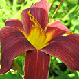 Лилейник гибридный Блэк Принц Лилейник гибридный Блэк Принц
