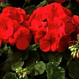 Пеларгония зональная Маверик Ред