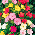 Мирабилис ялапа Смесь окрасок Мирабилис ялапа Смесь окрасок