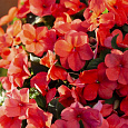 Бальзамин (Импатиенс) ампельный Highlight Salmon