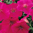 Петуния каскадная Рэмблин Неон Роуз