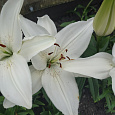 Лилия ла-гибрид Ричмонд