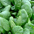 Шпинат Жирнолистный