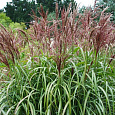 Мискантус китайский Малепартус Мискантус китайский Малепартус