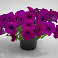 Петуния ампельная Саксесс Виолет