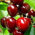 Черешня  Родина Черешня  Родина