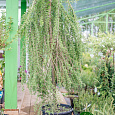 Лиственница европейская Pendula на штамбе