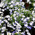 Лобелия прямостоячая Ривьера Блю Сплэш