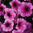 Петуния каскадная Рэмблин Шугар Плам