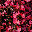 Бегония вечноцветущая бронзоволистная Бада Бум Роуз