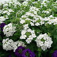 Вербена Обсешн Вайт