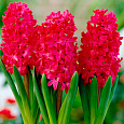 Гиацинт  Red Magic