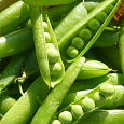 Горох овощной Первенец