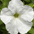 Петуния миллифлора Пикобелла Вайт