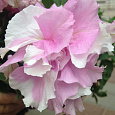 Петуния махровая	Дабл каскад орхид мист