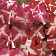 Бальзамин Акцент Ред Стар