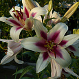 Лилия ОТ-гибрид Алтари Лилия ОТ-гибрид Алтари