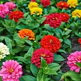 Цинния Циннита Микс