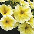 Петуния ампельная Лавина желтая звезда F1