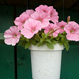 Петуния Розовая пенка