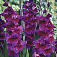 Гладиолус крупноцветковый Велвет Айз