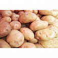 Картофель Семенной Корнет