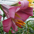 Лилия трубчатая Пинк Перфекшн Лилия трубчатая Пинк Перфекшн