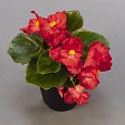 Бегония клубневая Нонстоп Ред