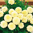 Бархатцы прямостоячие Эскимо