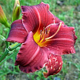 Лилейник гибридный Эйни Фенфайр
