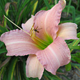 Лилейник гибридный Crazy Lace