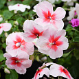 Бальзамин Импреза Черри Сплэш