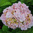 Гортензия крупнолистовая Либертин Пинк