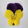 Фиалка рогатая Флорал Пауэр Голд Парпл Винг