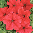 Петуния крупноцветковая Ласка F1