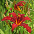 Лилейник гибридный Кримсон Пират