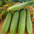Огурец  Кассандра F1