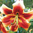 Лилия ОТ-гибрид Матисс
