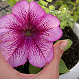 Петуния крупноцветковая Танго Розовая с вишневыми жилками