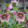 Морозник восточный Pink Spotted Lady