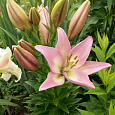 Лилия ЛА-гибрид Пати Даймонд Лилия ЛА-гибрид Пати Даймонд