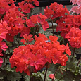Пеларгония зональная Нано Ред
