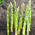 Спаржа  Царская