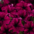 Петуния грандифлора Суперкаскад Бургунди