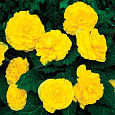 Бегония Мокка Йеллоу