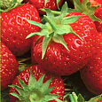 Земляника садовая Надежда